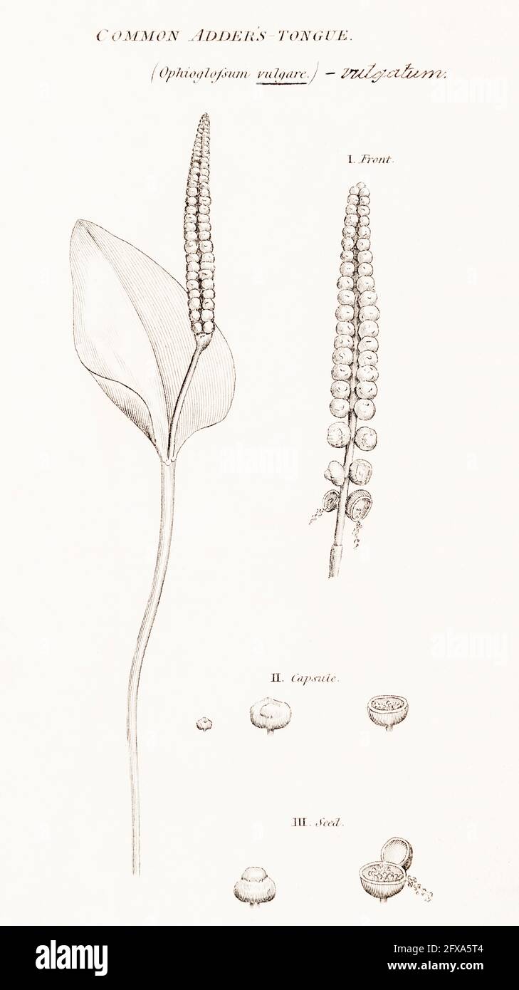 Copperplate botanical illustration of Adder's Tongue / Ophioglossum vulgatum from Robert Thornton's British Flora, 1812. Once used as medicinal plant. Stock Photo