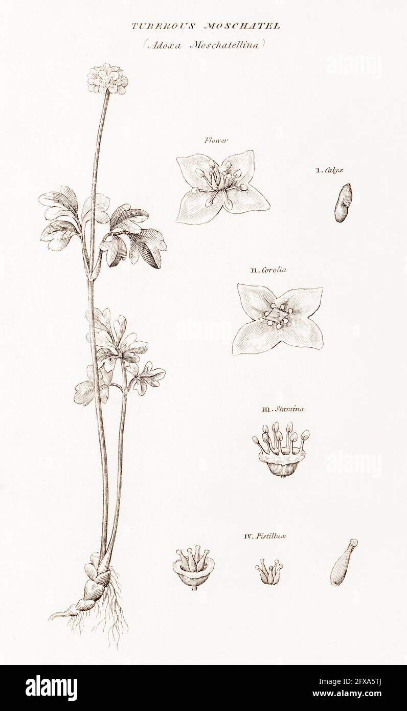Copperplate botanical illustration of Tuberous Moschatel / Adoxa moschatellina from Robert Thornton's British Flora, 1812. Stock Photo