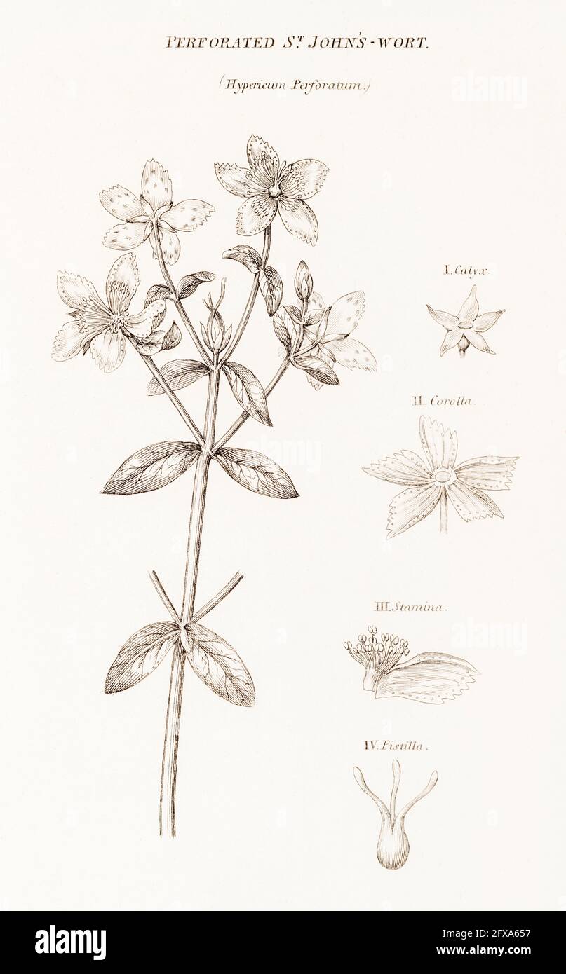 Copperplate botanical illustration of St. John's Wort / Hypericum perfoliatum from Robert Thornton's British Flora, 1812. Once used as medicinal plant. Stock Photo