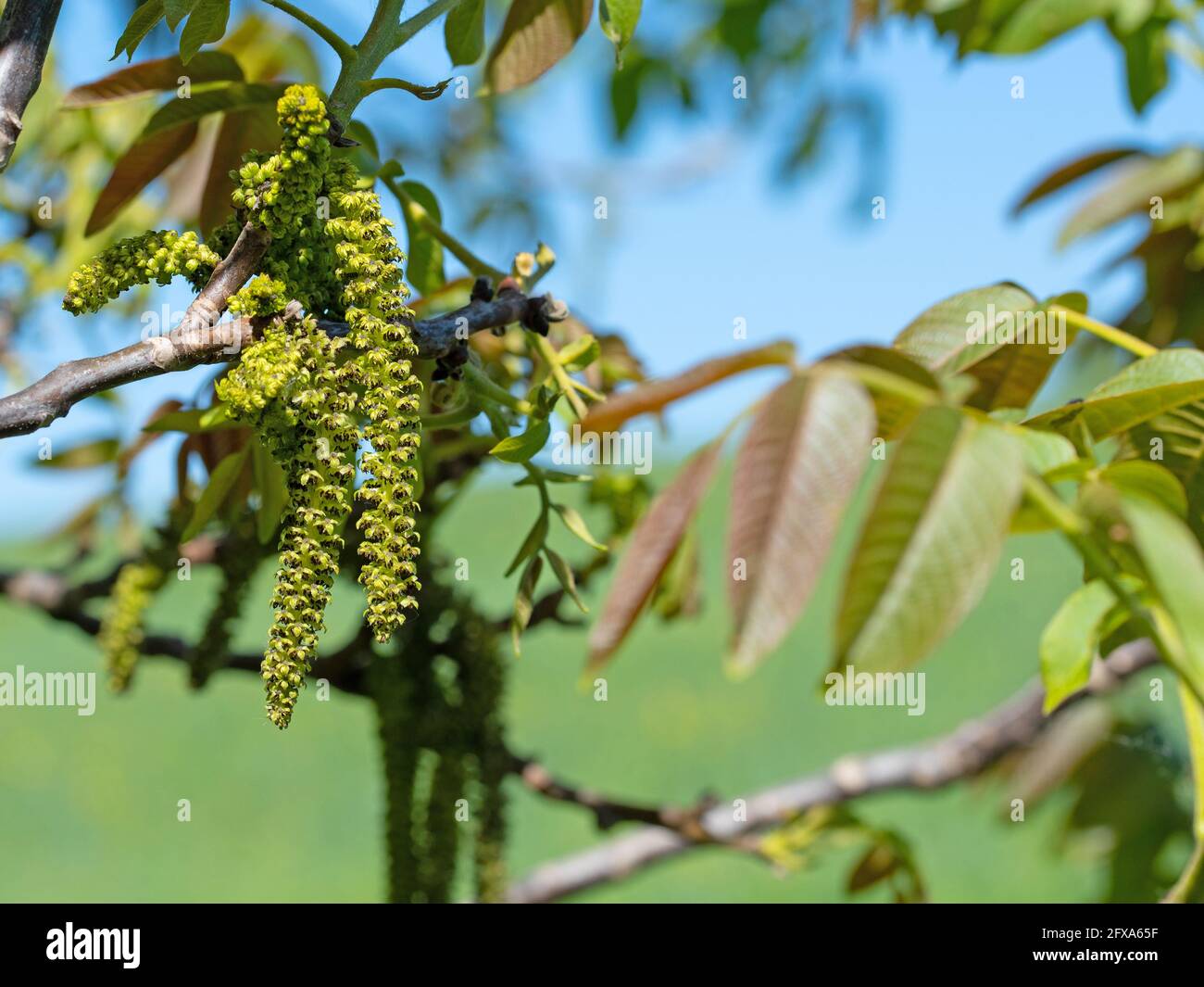 Male blossoms from the walnut tree in spring Stock Photo