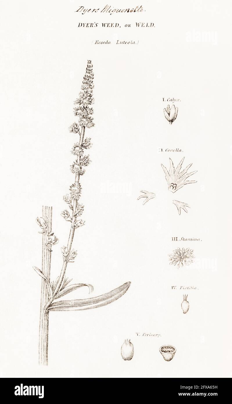 Copperplate botanical illustration of Dyer's Weed, Weld / Reseda luteola from Robert Thornton's British Flora, 1812. Used as dye plant & for medicine. Stock Photo