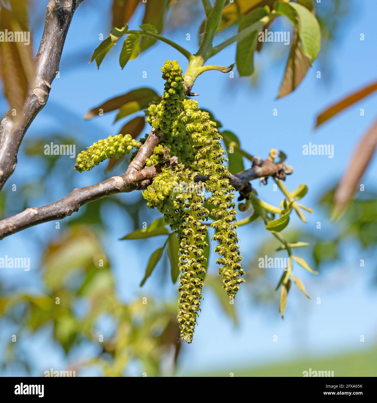 Male blossoms from the walnut tree in spring Stock Photo