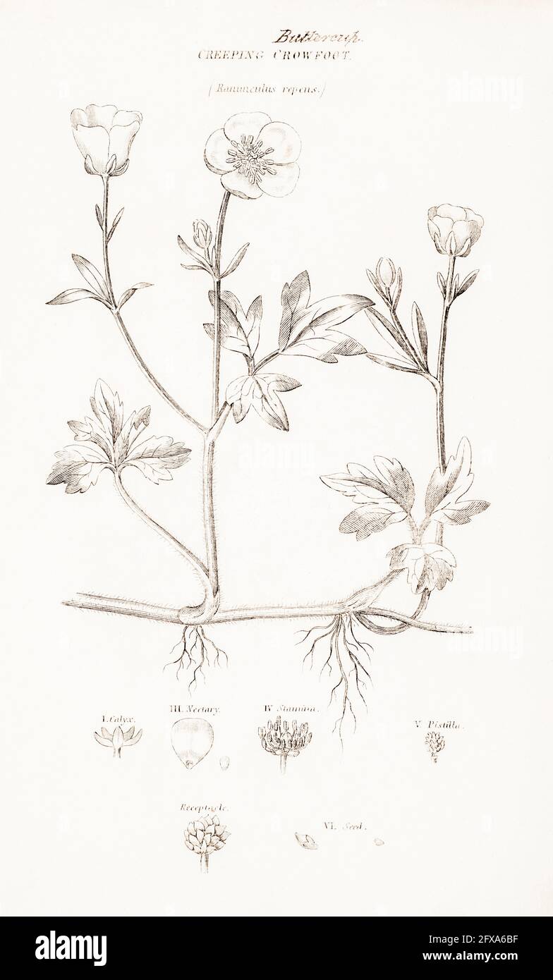 Copperplate botanical illustration of Creeping Buttercup / Ranunculus repens from Robert Thornton's British Flora, 1812. Once used as medicinal plant. Stock Photo