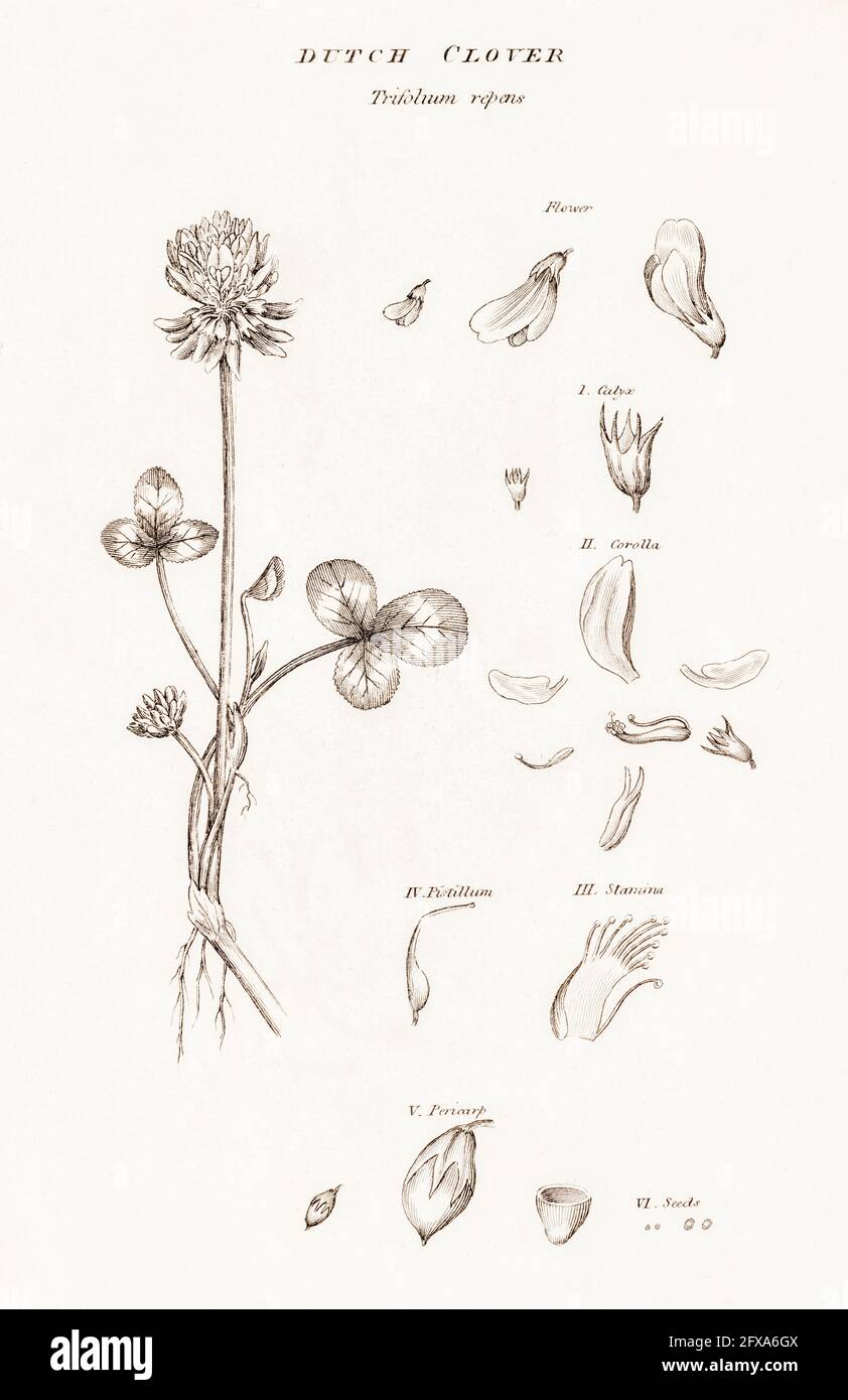 Copperplate botanical illustration of Dutch / White Clover / Trifolium repens from Robert Thornton's British Flora, 1812. Once used as medicinal plant Stock Photo