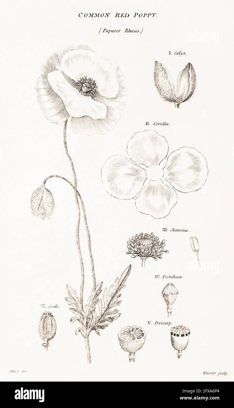 Copperplate botanical illustration of Red Poppy / Papaver rhoeas from Robert Thornton's British Flora, 1812. Once used as a medicinal plant. Stock Photo