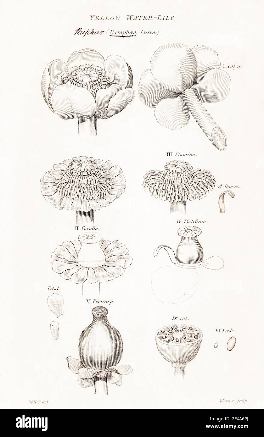 Copperplate botanical illustration of Yellow Water Lily / Nuphar lutea from Robert Thornton's British Flora, 1812. Erroneous Nymphaea name. Stock Photo