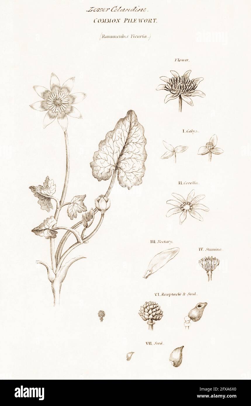 Copperplate botanical illustration of Lesser Celandine / Ficaria verna, Ranunculus ficaria from Robert Thornton's British Flora, 1812. Medicinal. Stock Photo
