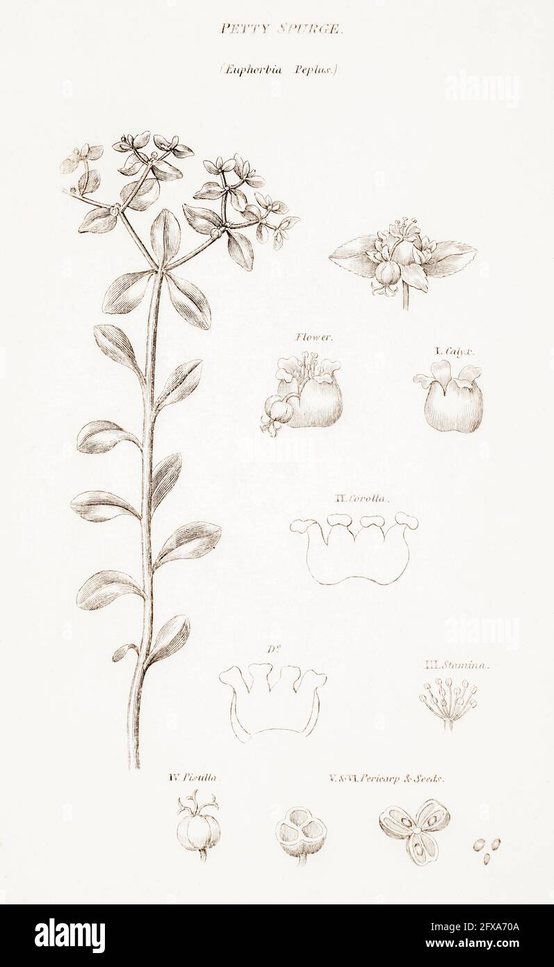 Copperplate botanical illustration of Petty Spurge / Euphorbia peplus from Robert Thornton's British Flora, 1812. Once used as a medicinal plant. Stock Photo
