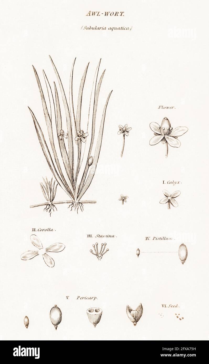 Copperplate botanical illustration of Awl Wort / Subularia aquatica from Robert Thornton's British Flora, 1812. History of herbal medicine. Stock Photo