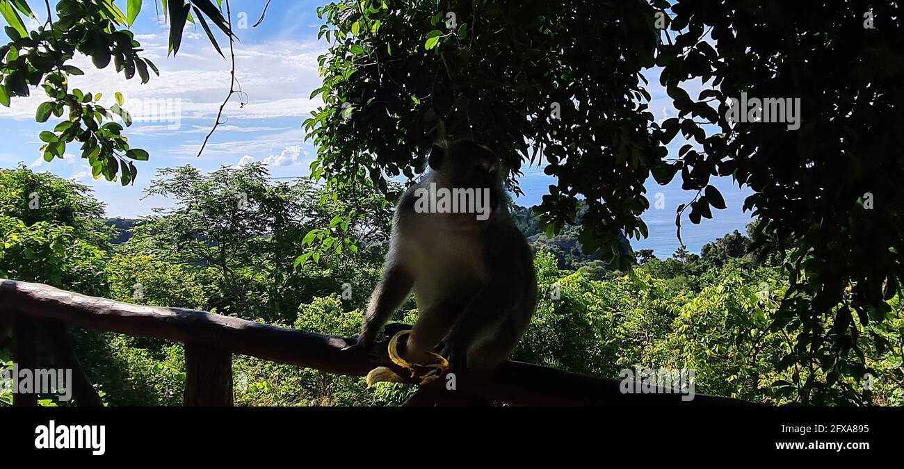 Bongao, Philippines. 26th May, 2021. Monkeys of Bud Bongao, Tawi-Tawi. (Photo by Sherbien Dacalanio/Pacific Press) Credit: Pacific Press Media Production Corp./Alamy Live News Stock Photo
