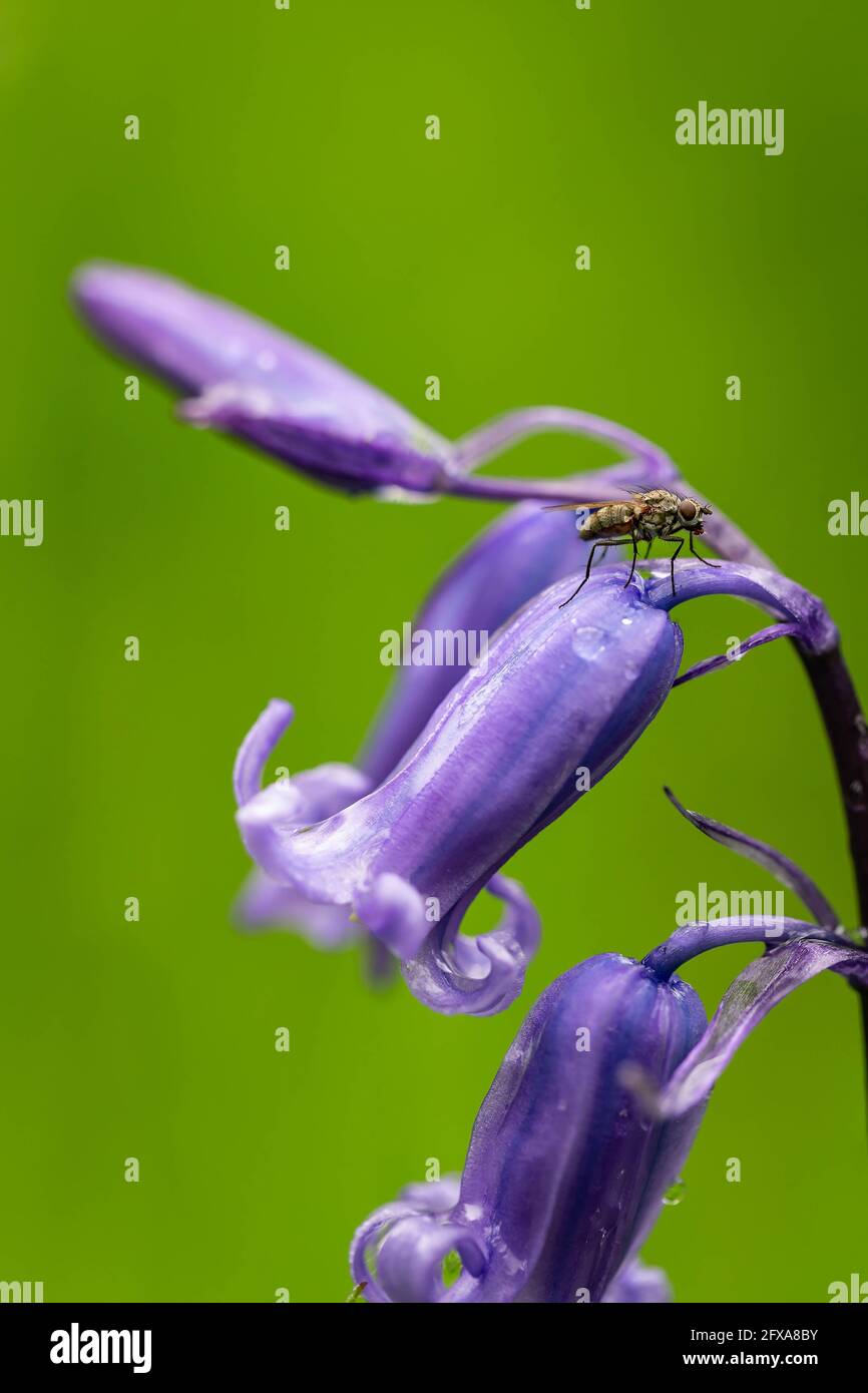Common or English Bluebell Hyacinthoides non-scripta Stock Photo