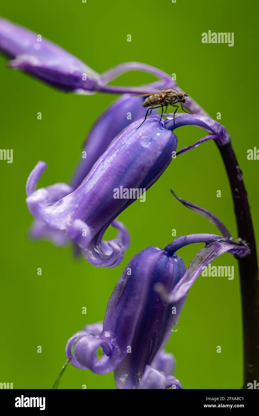 Common or English Bluebell Hyacinthoides non-scripta Stock Photo