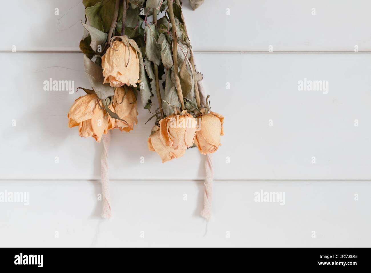 Yellow roses drying upside down on white wooden wall Stock Photo
