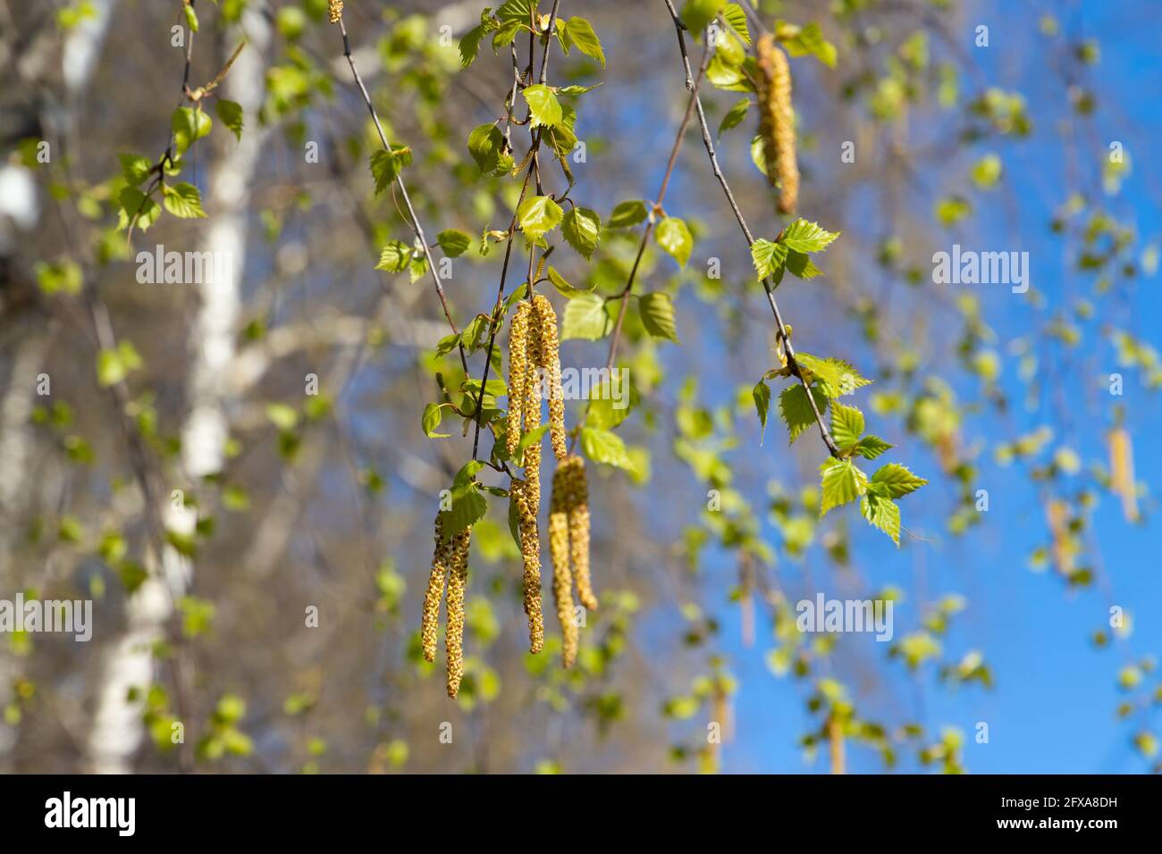 Birch tree branches with fresh green leaves and flowers with yellow pollen Stock Photo