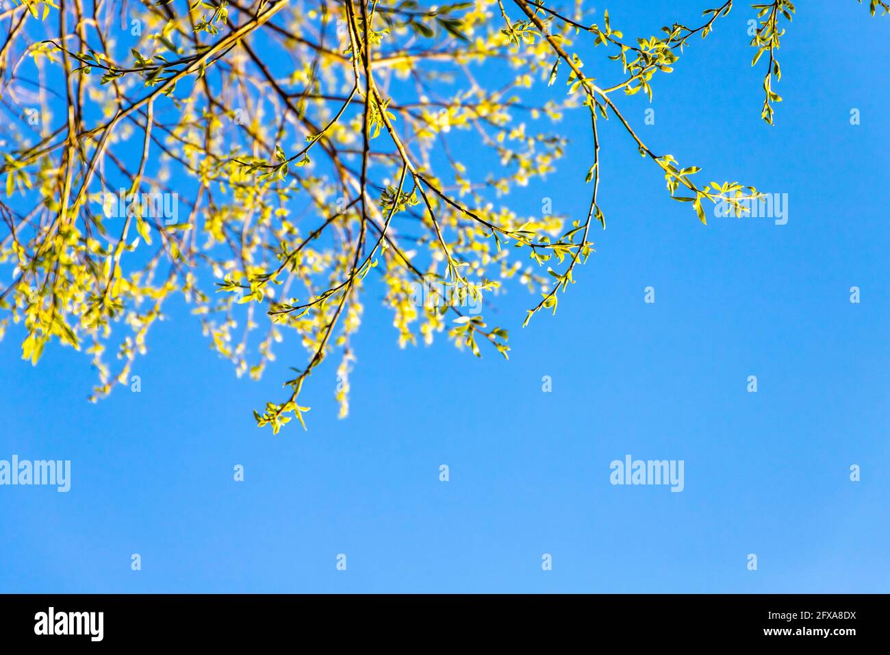 Tree branches with fresh green leaves under clear blue sky on a sunny spring day Stock Photo
