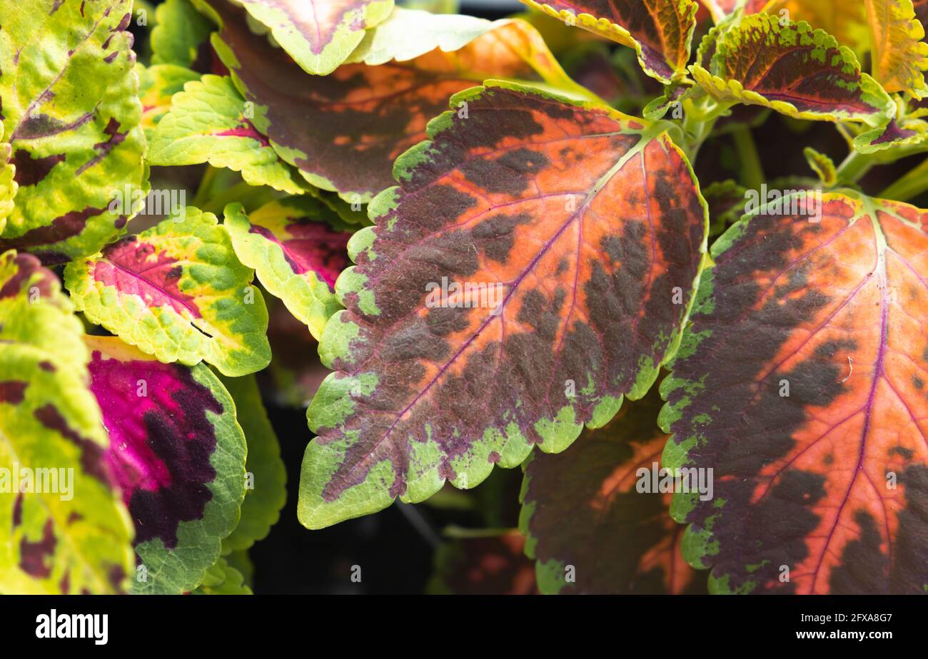 Close up photo of colorful leaves of Coleus scutellarioides Stock Photo
