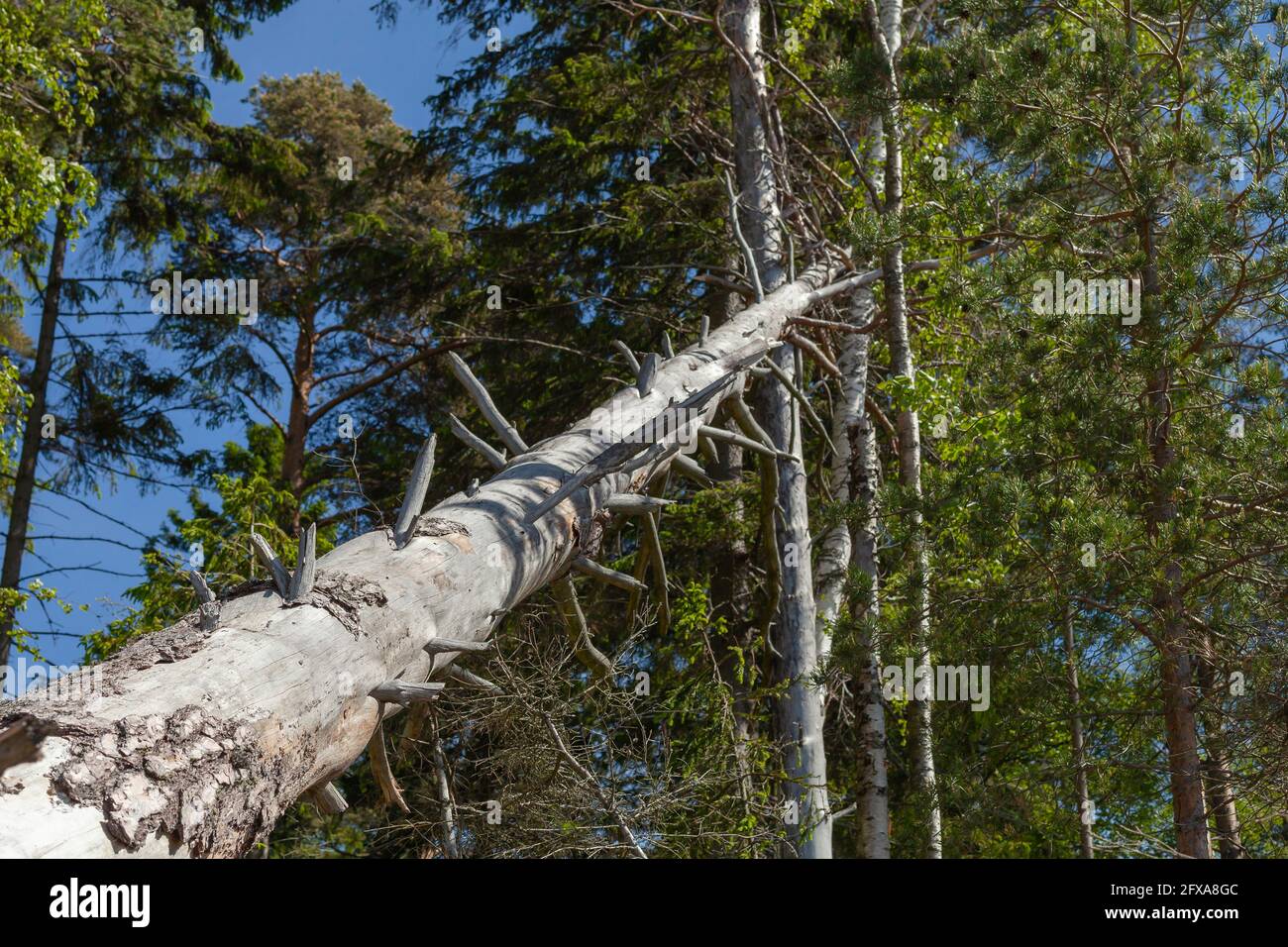 Fallen pine tree in forest on a summer sunny day Stock Photo