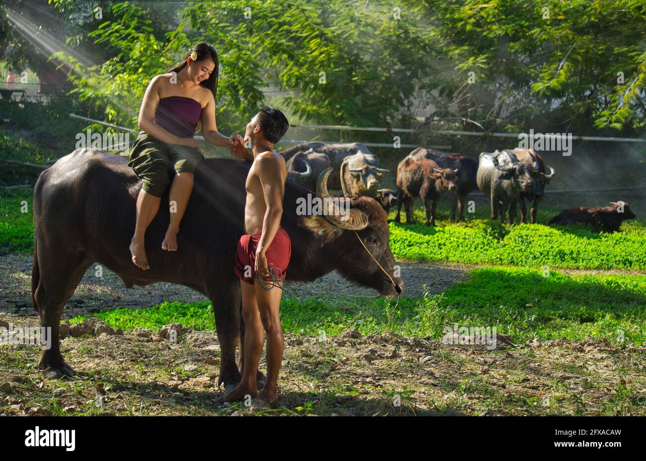 Couple farmer in farmer suit with buffalo, Thailand countryside Stock Photo