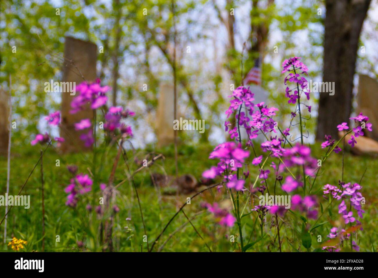 Phlox Flowers Near a Cemetery Stock Photo