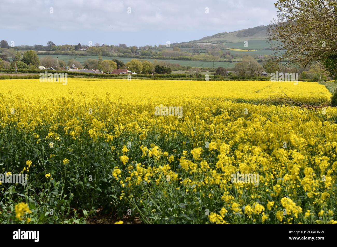 Rapeseed crops brassica napus hi-res stock photography and images - Alamy