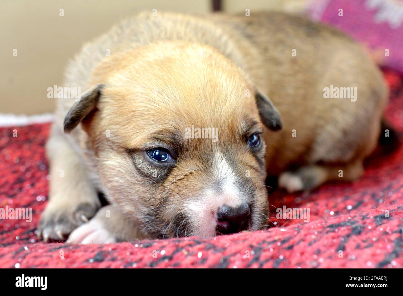 small cute mixed breed puppy dog Stock Photo - Alamy