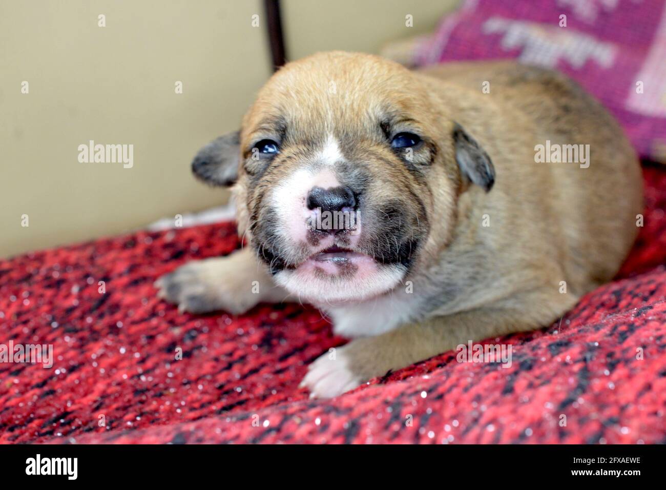 small cute mixed breed puppy dog Stock Photo - Alamy