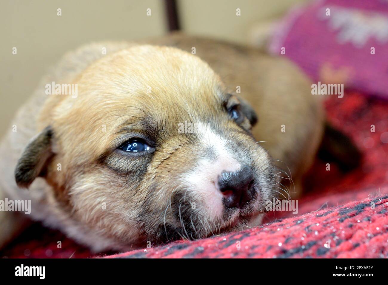 small cute mixed breed puppy dog Stock Photo - Alamy