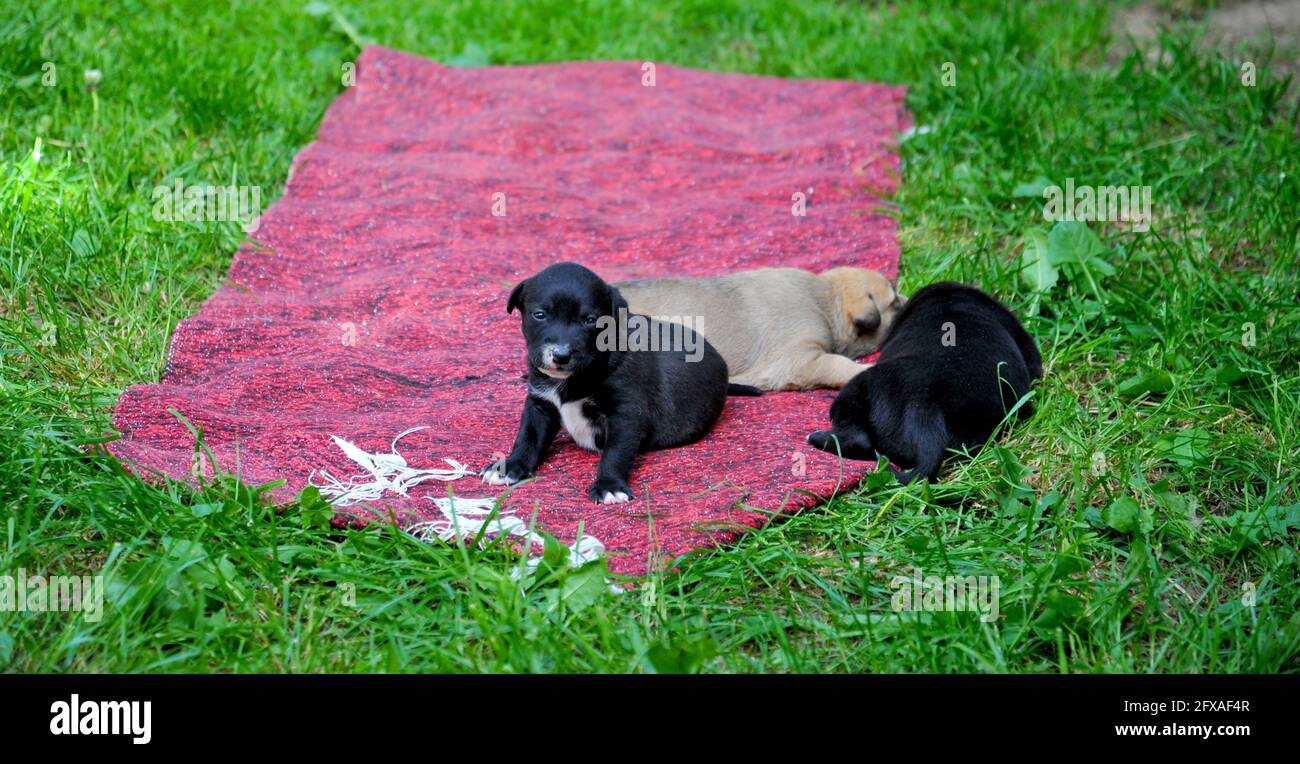 small cute mixed breed puppies on grass image Stock Photo - Alamy
