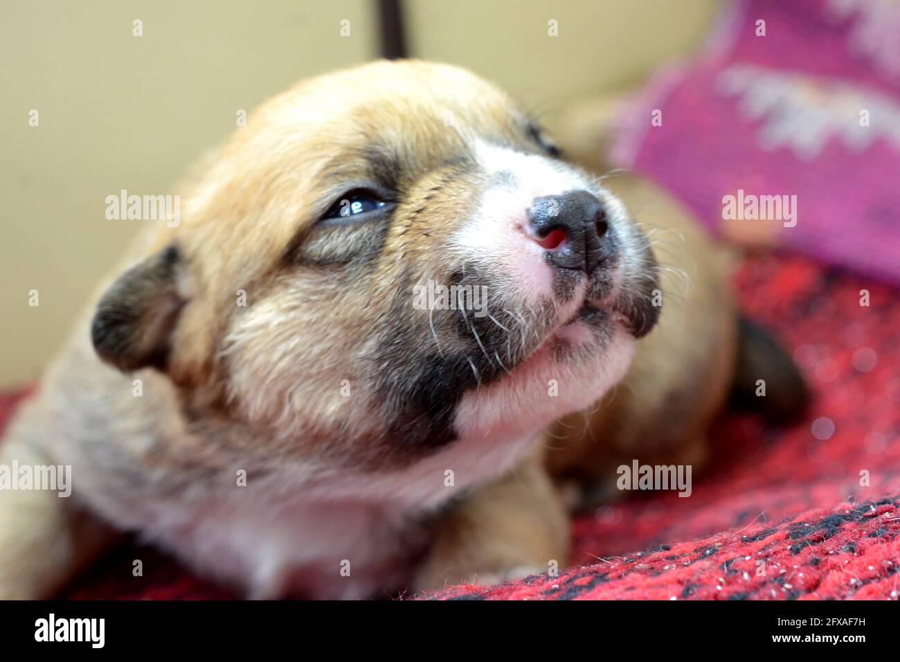 small cute mixed breed puppy dog Stock Photo - Alamy