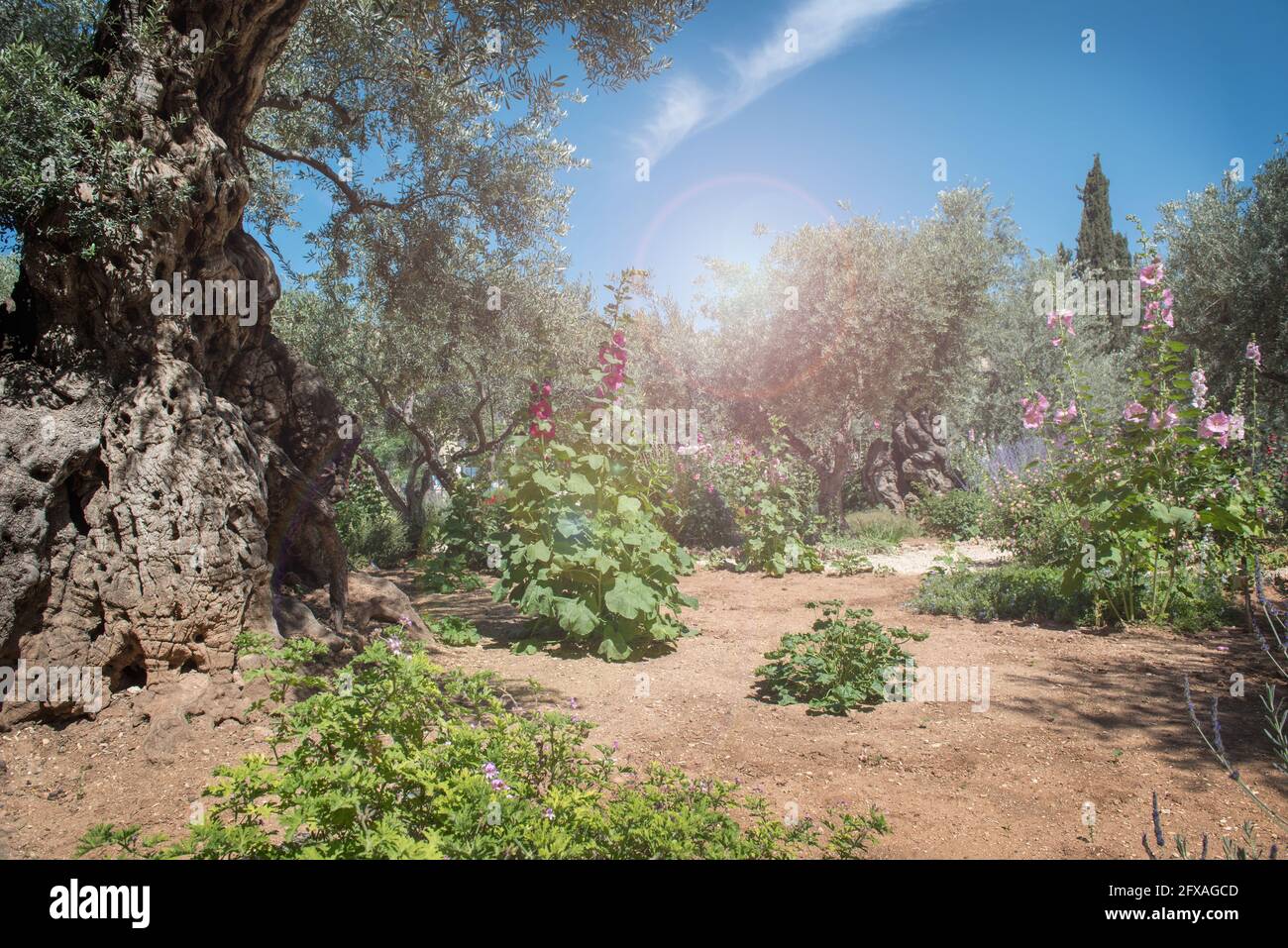 Miraculous heavenly divine light in Gethsemane garden, the place where Jesus was betrayed. Jerusalem, Israel Stock Photo