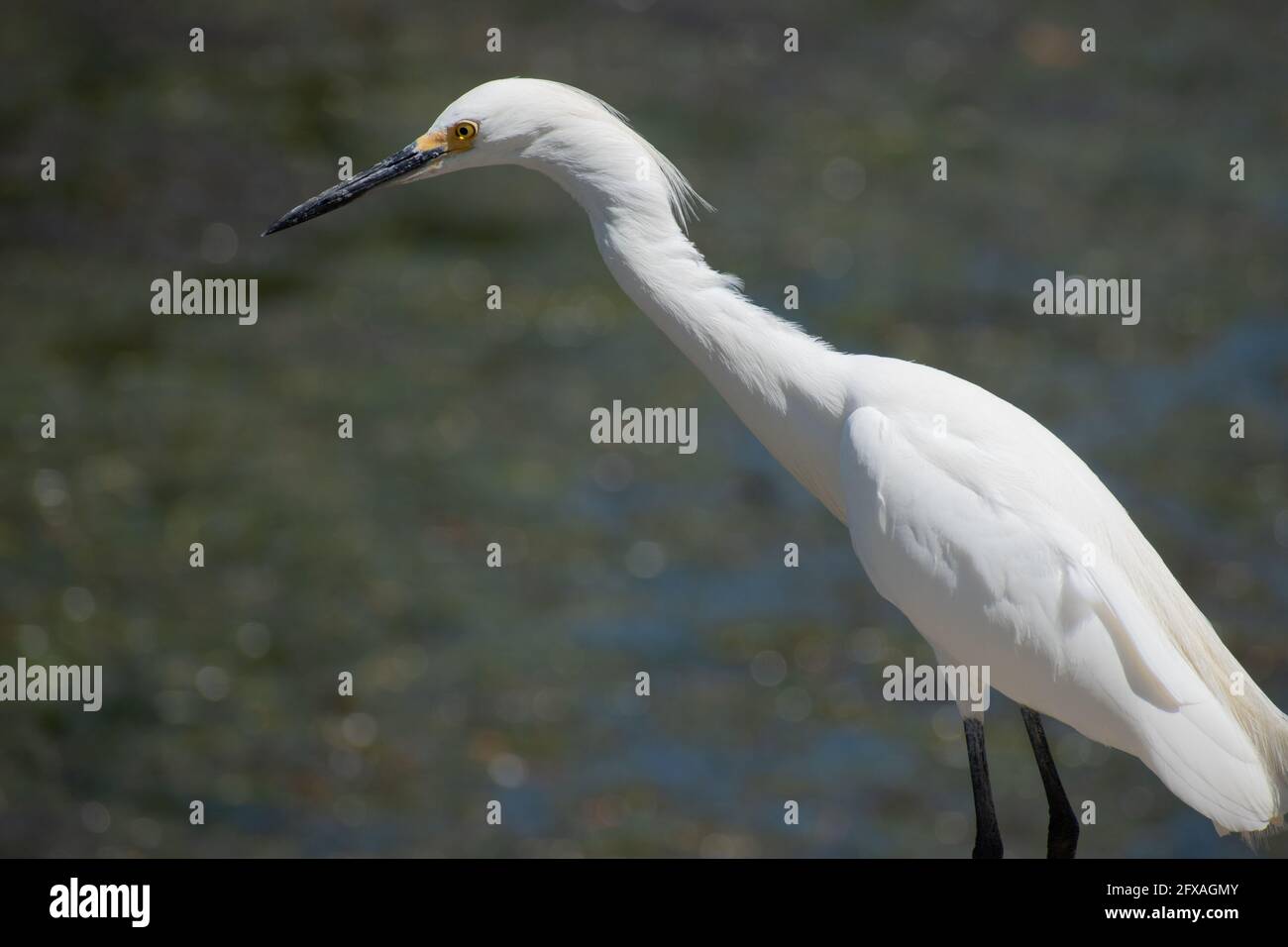 A photo of a Snowy Egrets standing on the water's edge in downtown St. Pete in Florida. Stock Photo