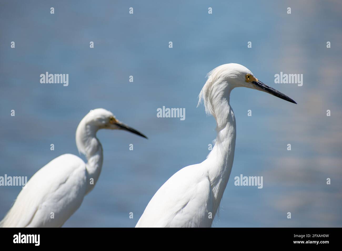 A photo of a Snowy Egrets standing on the water's edge in downtown St. Pete in Florida. Stock Photo