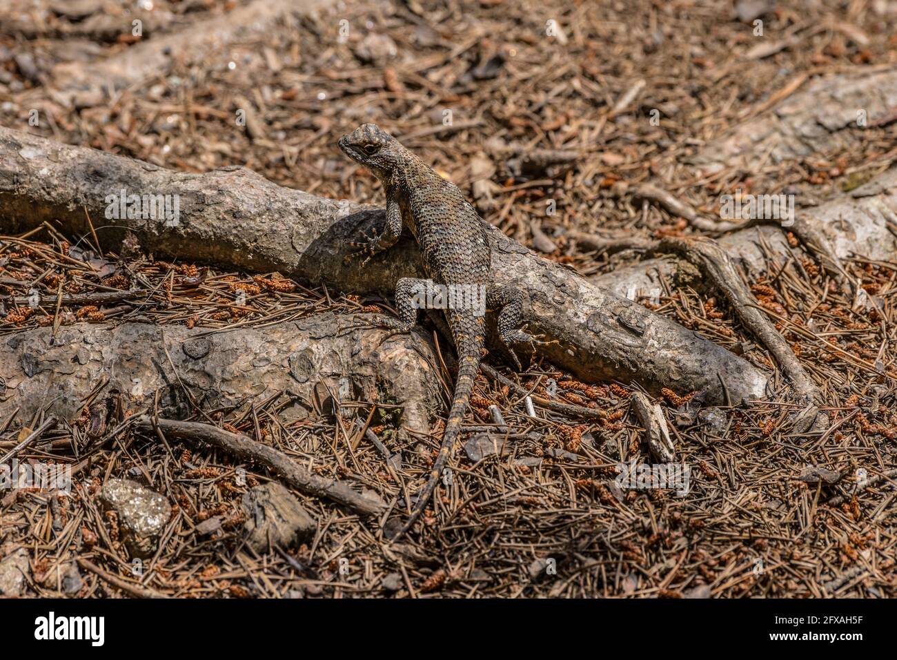 A colorful eastern fence lizard with a scaly skin perch on a tree root enjoying the afternoon warmth and sunshine on a sunny day in late spring Stock Photo