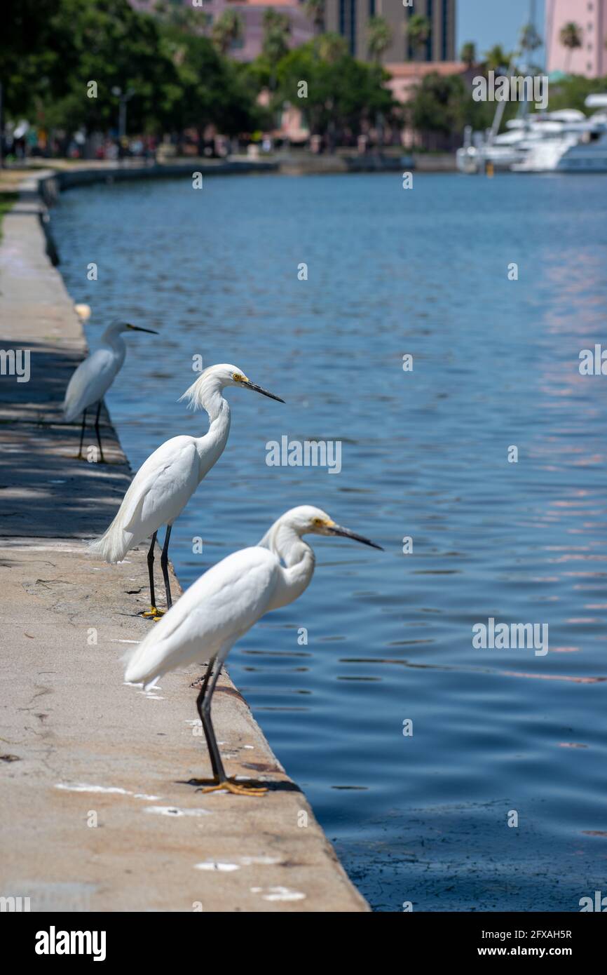 A photo of a Snowy Egrets standing on the water's edge in downtown St. Pete in Florida. Stock Photo