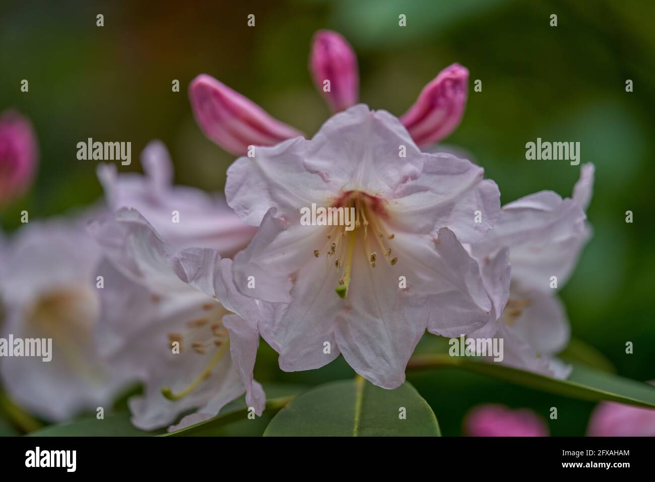 Picture of azalea rhododendron flower in full bloom close-up beautiful delicate ...