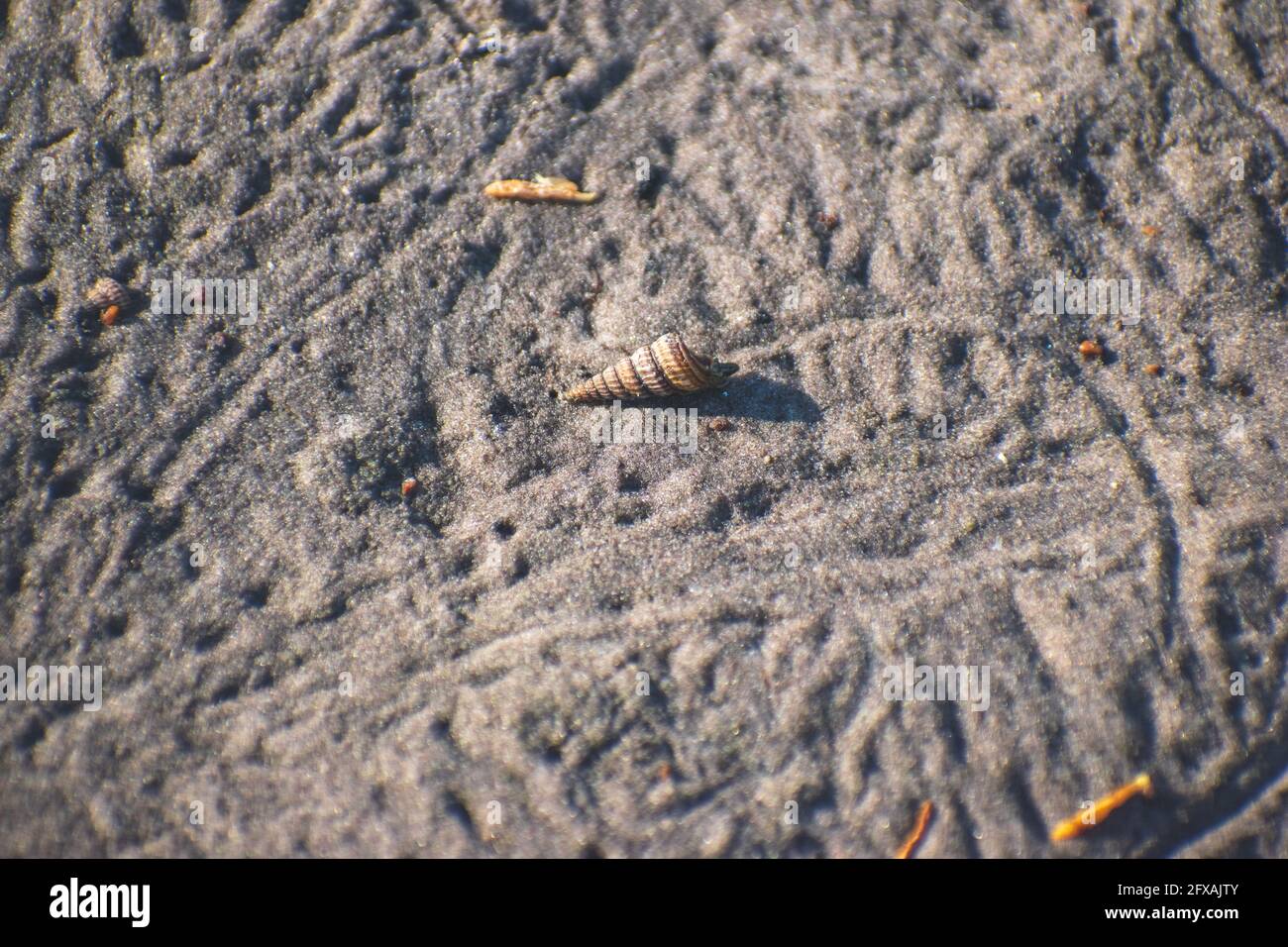 A small hermit crab crawls across the textured sand of a Florida ...