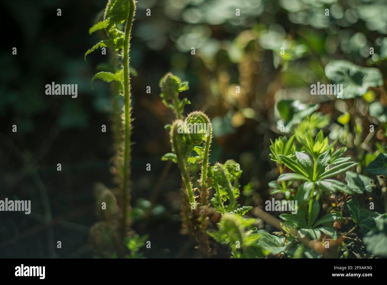 a little fern is growing in the natur. The sun is shining on it. Stock Photo