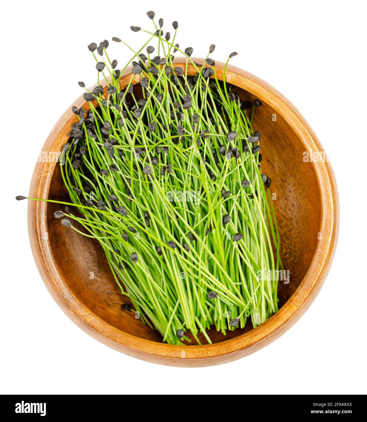 Chive microgreens, in a wooden bowl. Ready to eat shoots of Allium schoenoprasum, with seed coats on their tips. Sprouts, green leaves. Stock Photo