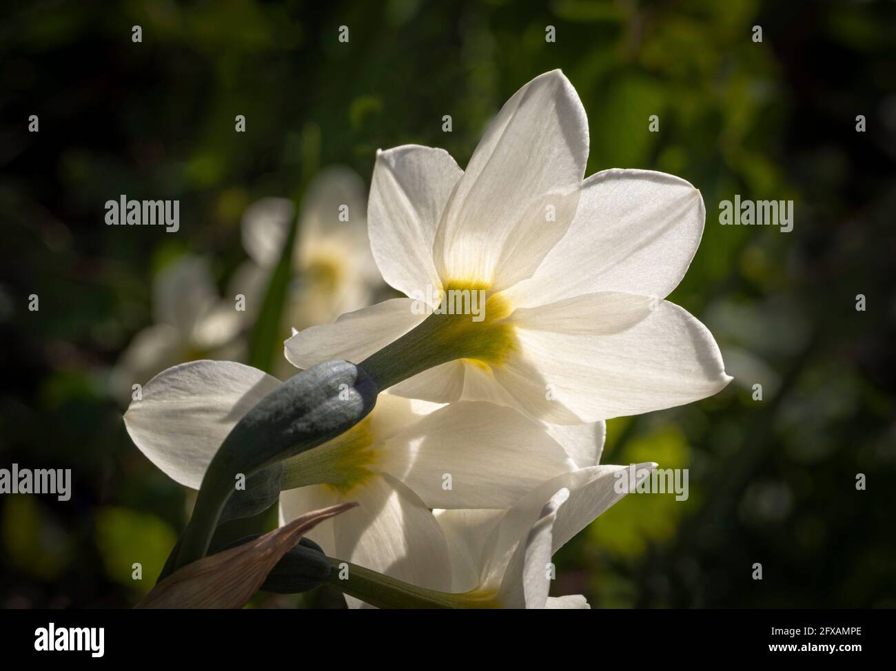 Rear view of Narcissus Lieke with it white outer petals and pale yellow trumpet. Growing in a UK garden. Stock Photo