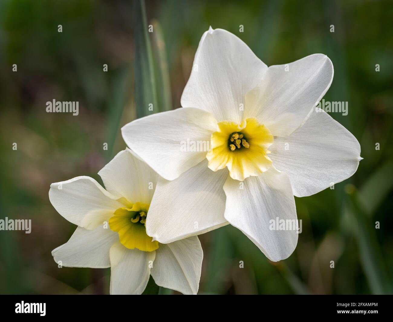 Narcissus Lieke with it white outer petals and pale yellow trumpet. Growing in a UK garden. Stock Photo