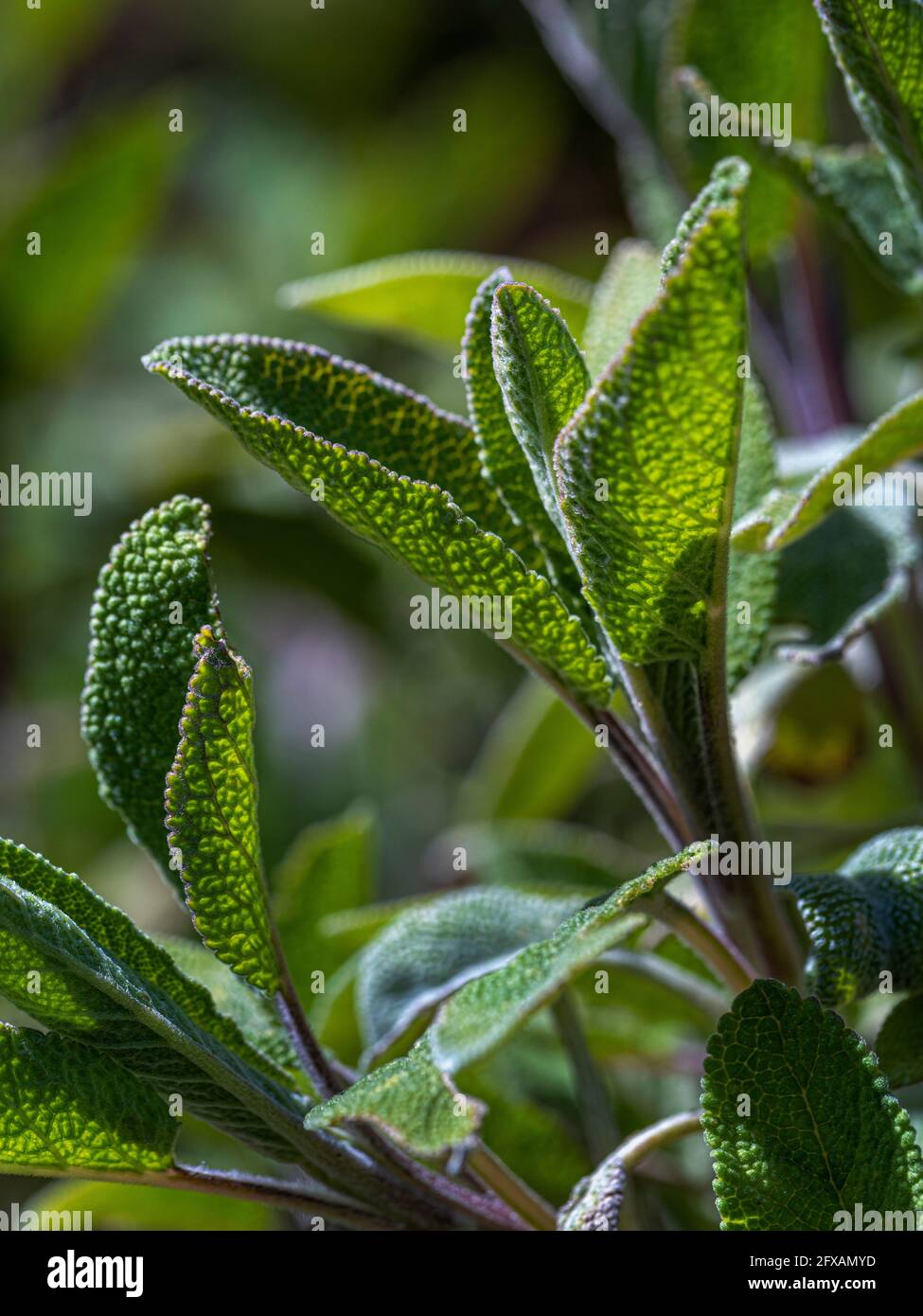 Backlit common sage plant growing in  a UK garden. Stock Photo