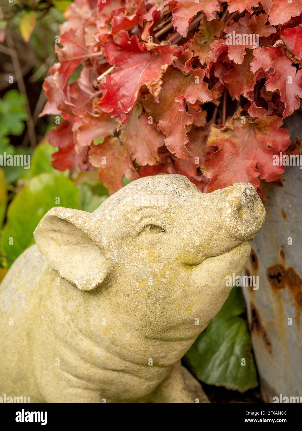 Stone pig garden ornament with a red leaved heuchera plant growing in a rusty galvanised bucket in the background. Stock Photo