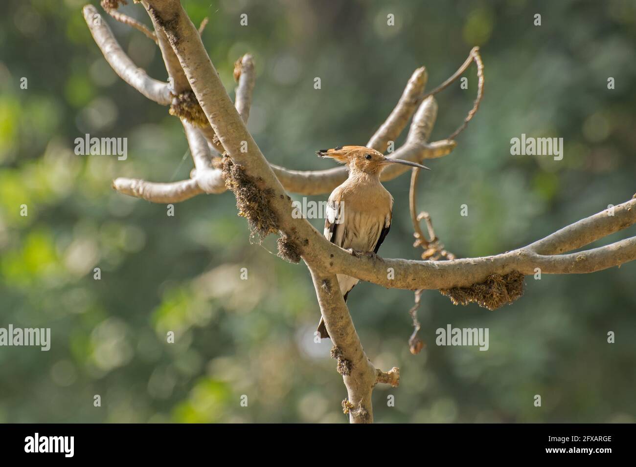 Hoepoe Bird, Upupa epops, sitting on tree branch. Image shot at Kolkata, Calcutta, West bengal, India Stock Photo