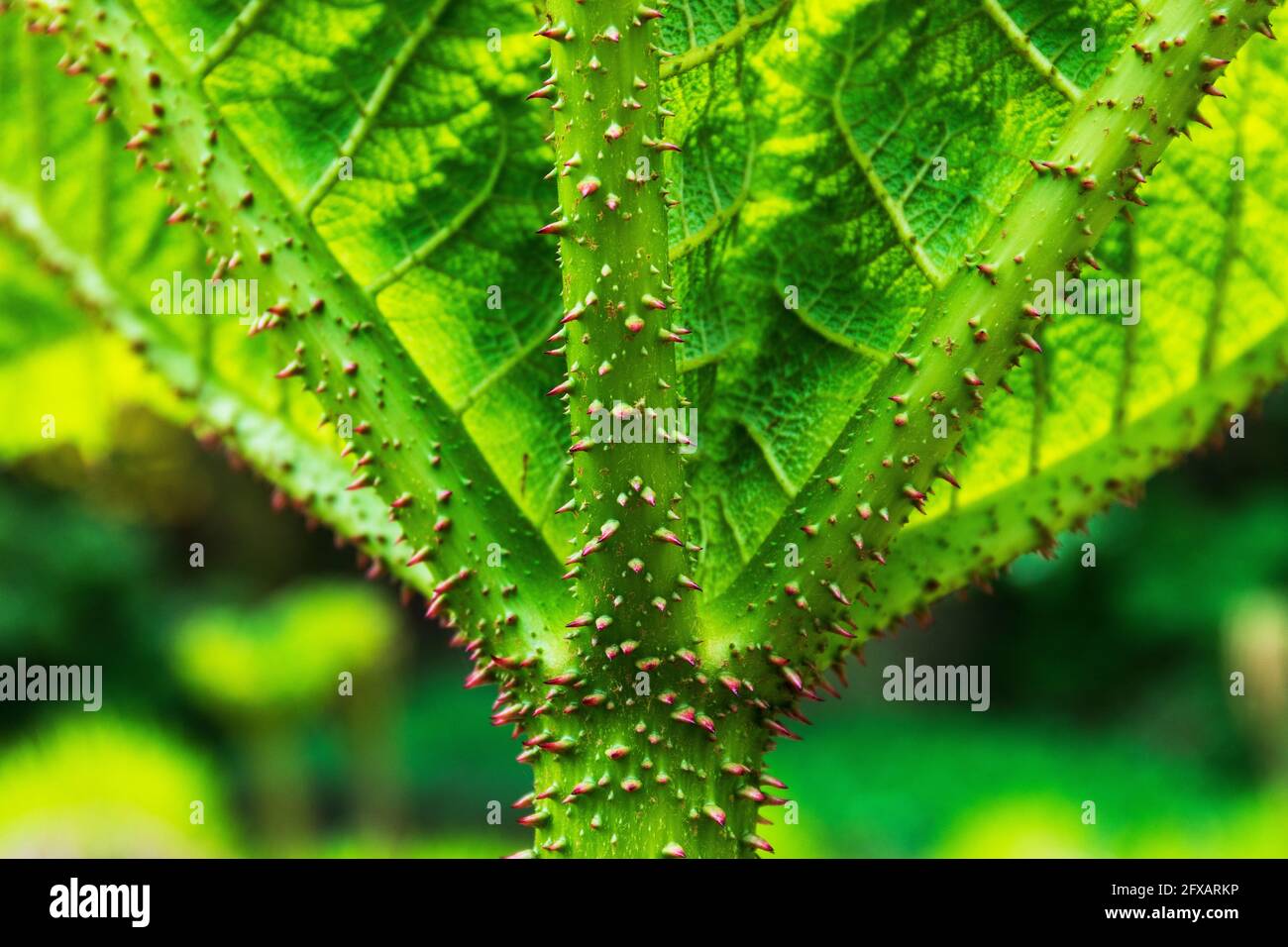 Leaf detail of Gunnera manicata, known as Brazilian giant-rhubarb native to South America from Colombia to Brazil,. It is a species of flowering plant Stock Photo