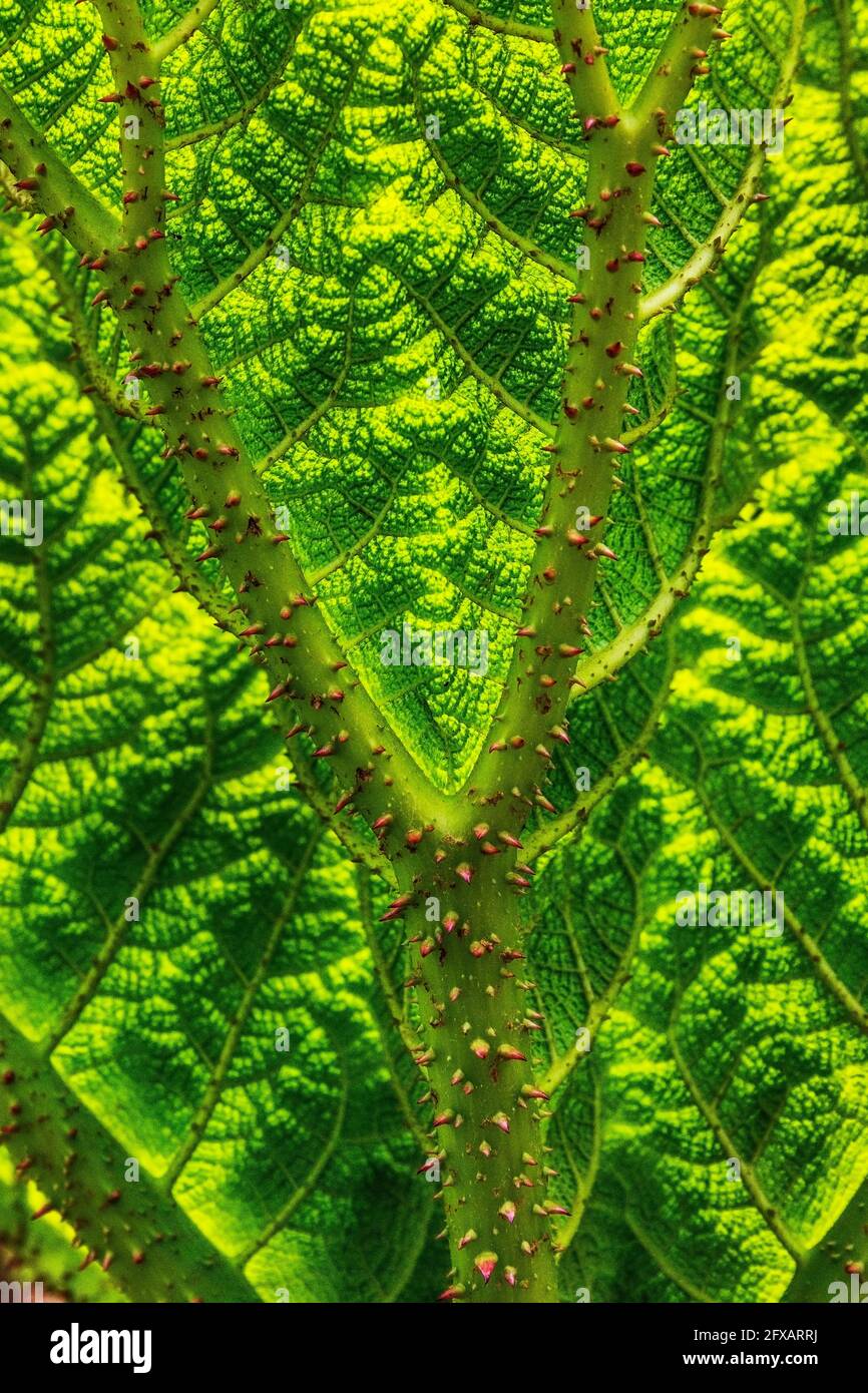 Leaf detail of Gunnera manicata, known as Brazilian giant-rhubarb native to South America from Colombia to Brazil,. It is a species of flowering plant Stock Photo