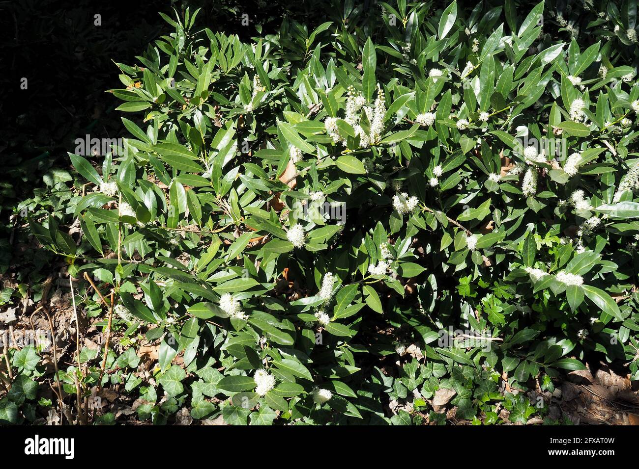 cherry laurel, common laurel, English laurel, Lorbeerkirsche, Kirschlorbeer,  Laurier-cerise, Prunus laurocerasus, balkni babrmeggy Stock Photo - Alamy