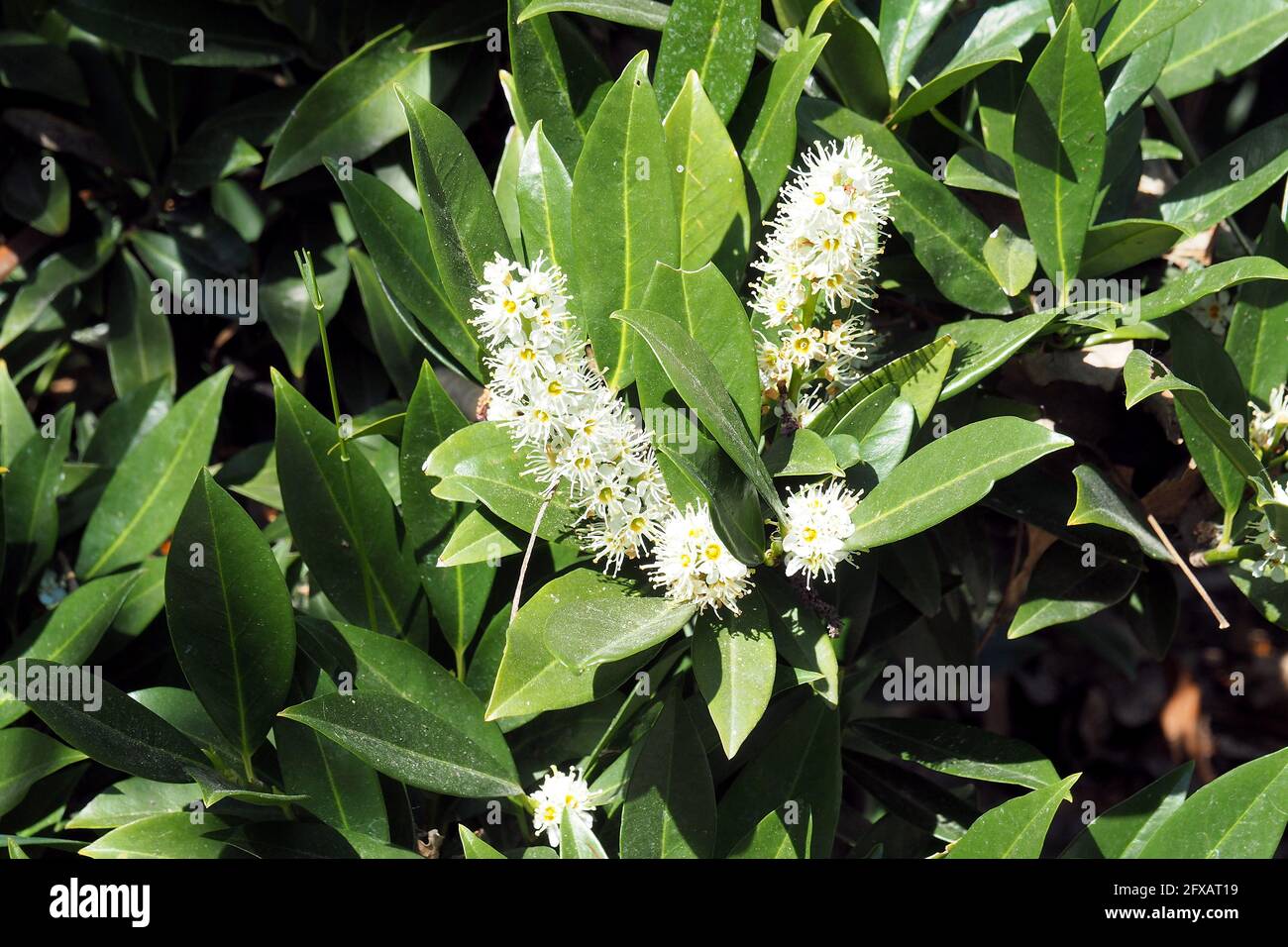 cherry laurel, common laurel, English laurel, Lorbeerkirsche, Kirschlorbeer,  Laurier-cerise, Prunus laurocerasus, balkni babrmeggy Stock Photo - Alamy