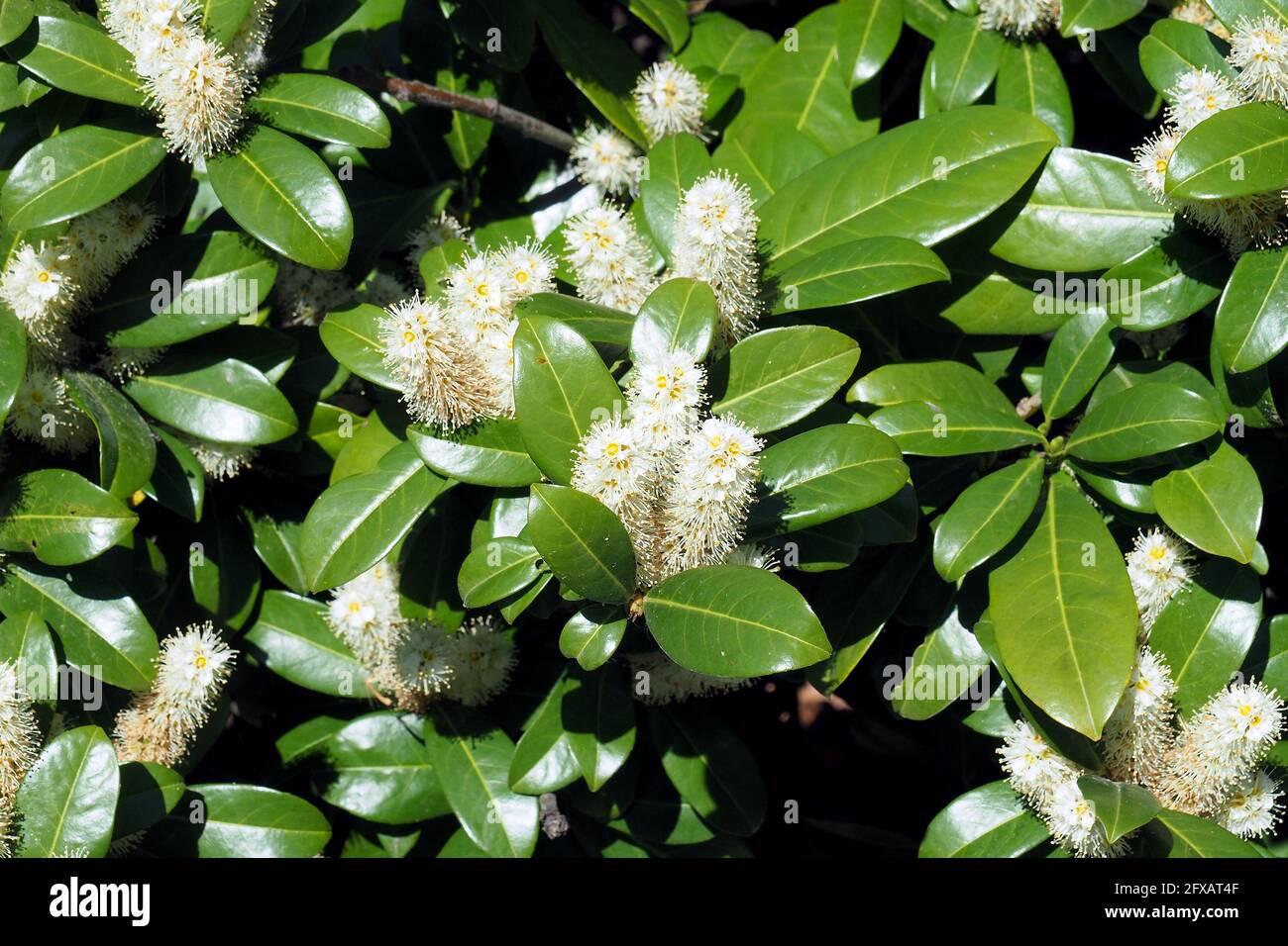 cherry laurel, common laurel, English laurel, Lorbeerkirsche, Kirschlorbeer,  Laurier-cerise, Prunus laurocerasus, balkni babrmeggy Stock Photo - Alamy