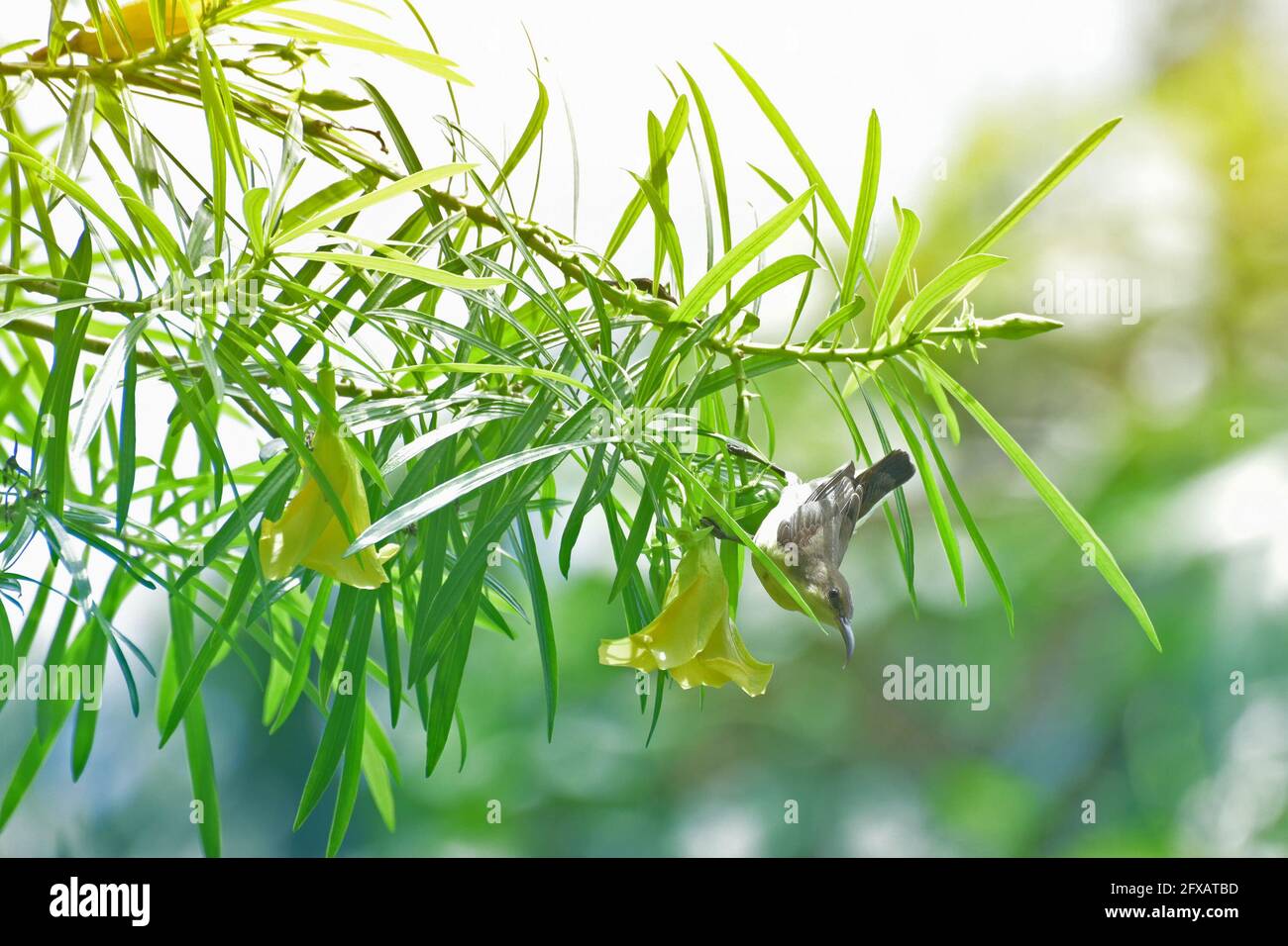 The purple sunbird , Cinnyris asiaticus, a small sunbird. Sucking
