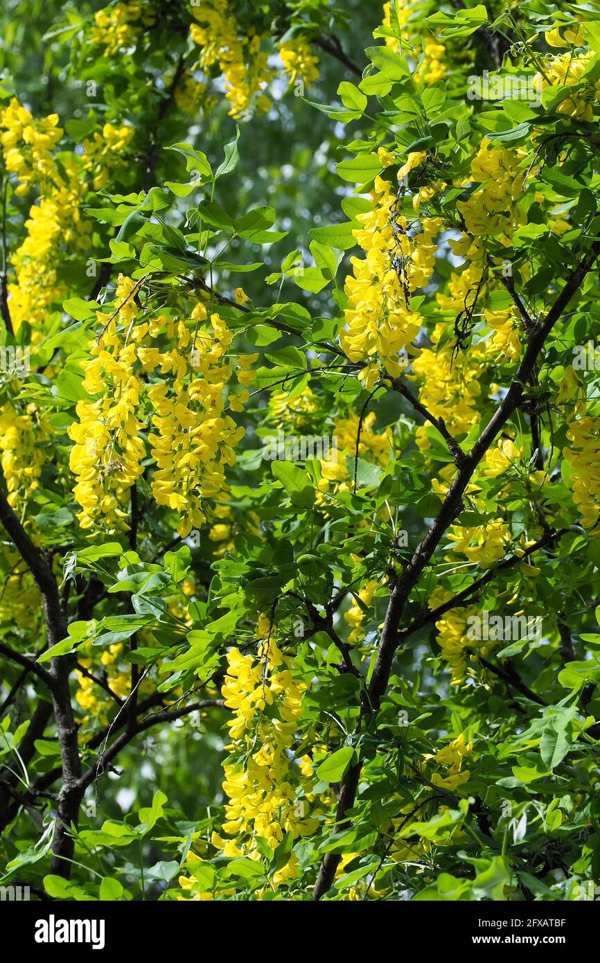 Golden yellow flowers laburnum tree hi-res stock photography and images -  Page 6 - Alamy